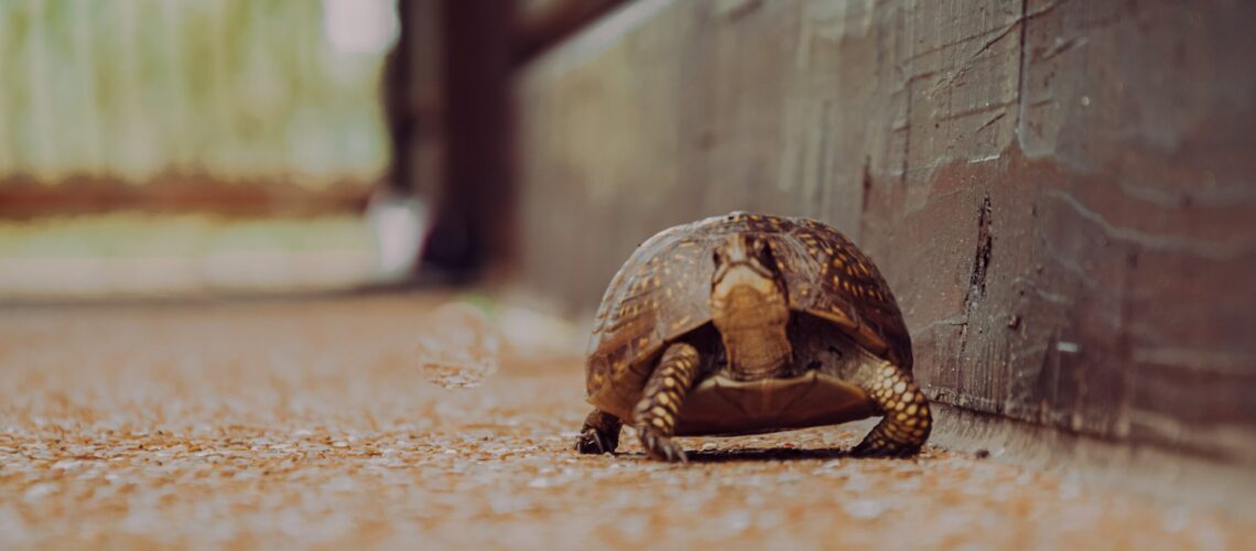 ralph-ravi-kayden-aECGWofxVkw-unsplash